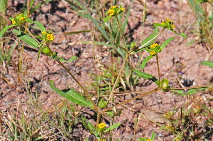 Melampodium strigosum, Shaggy Blackfoot
